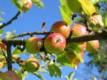 Apple Tree | Spiritual Learning | Meditation | Church of Divine Man