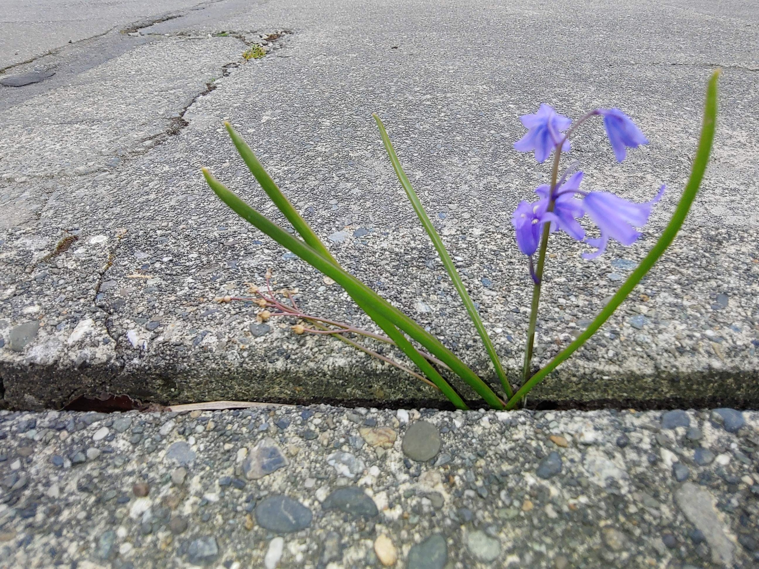 Blue Flower Scaled | Spiritual Learning | Meditation | Church of Divine Man