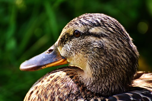 Duck | Spiritual Learning | Meditation | Church of Divine Man