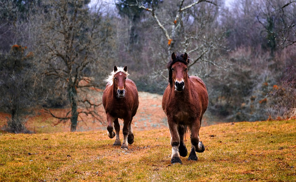 Horse | Spiritual Learning | Meditation | Church of Divine Man