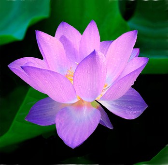 Lotus | Spiritual Learning | Meditation | Church of Divine Man