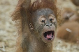 Stress Baby Orangutan | Spiritual Learning | Meditation | Church of Divine Man