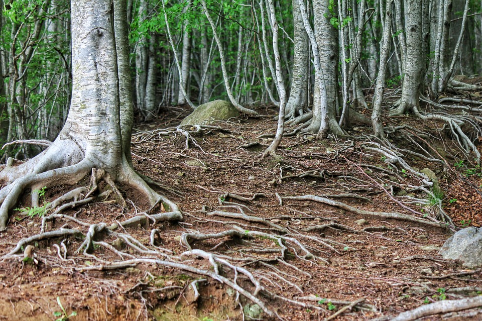 Tree Roots | Spiritual Learning | Meditation | Church of Divine Man